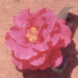 Mexicali Rose 